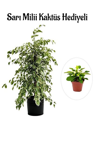 serada decor & plant Hediyelik Beyaz Alacalı Benjamin Bitkisi Sevgililer Günü...