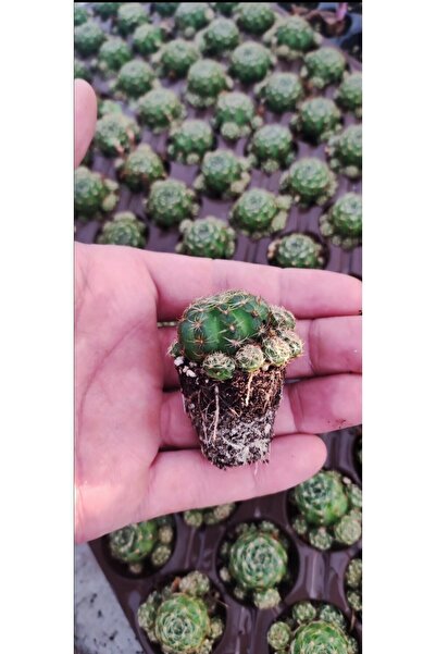 Ravza Çiçekçilik Matucana Polzii ( Sarı Renk ) Fidesi