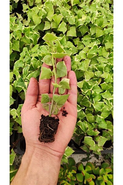Ravza Çiçekçilik Senecio Macroglossus ( Ev Sarmaşığı ) Fidesi