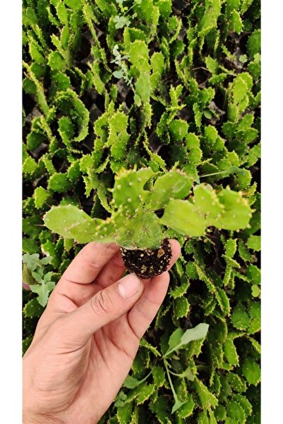 Ravza Çiçekçilik Brasılıopuntıa Fidesi