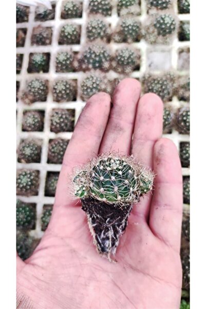 Ravza Çiçekçilik Rebutia Aylostera Albiareolata Fidesi