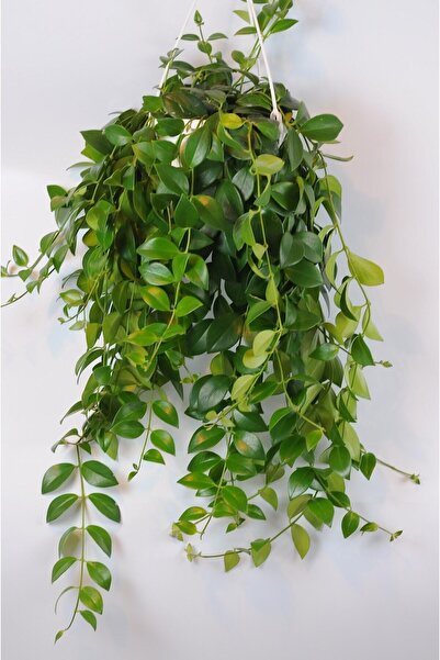 Bibitki Ruj Çiçeği Aeschynanthus Beyaz Üretim Saksılı