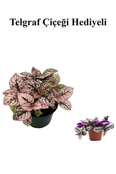 serada decor & plant Toz Pembe Zarif Yapraklı Hostes Çiçeği Sevgililer Gününe...