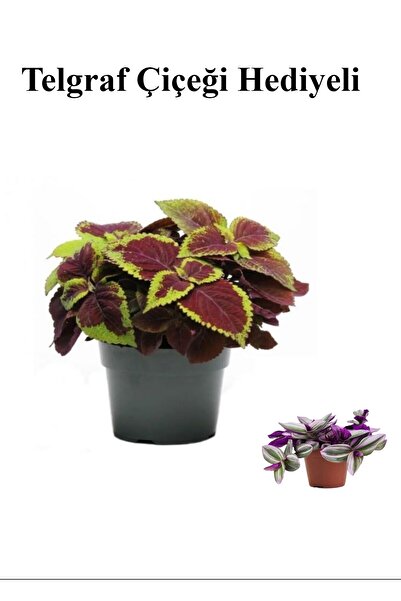 Bitkim Sende Renkli Yapraklı Yaprak-Cam Güzeli Sevgililer Gününe Özel TELGRAF...