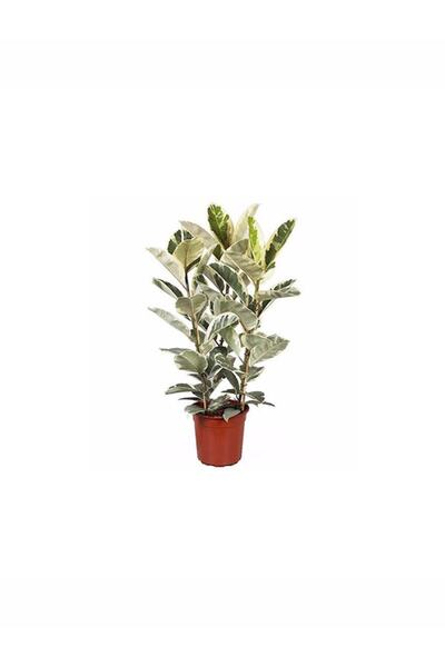 körfezgardens Alacalı Kauçuk Çiçeği Fidanı 90-110 cm Saksılı