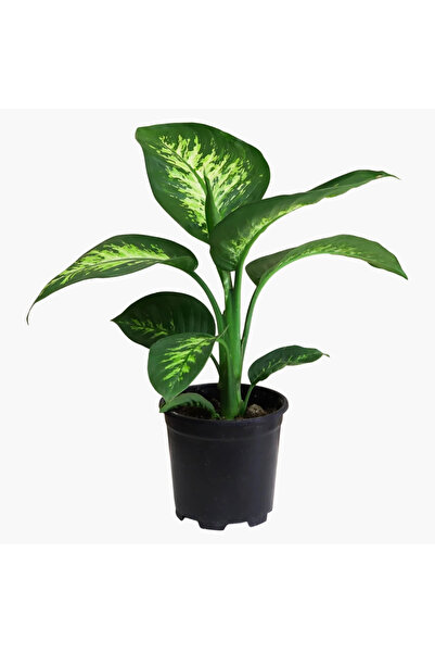 SYNETELLYA Difenbahya Tropic Snow Dieffenbachia 30-50 cm