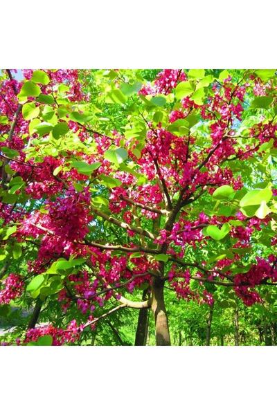 bahçevilya Tüplü Erguvan Ağacı (CERCİS SİLİQUASTRUM) Fidanı (30 40 Cm Boy