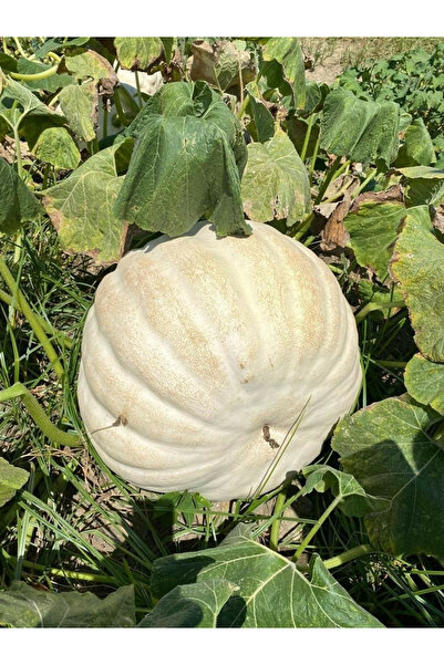 Ziraat Evim Yerli Balkabak Arıcan 97 Kabak Tohumu 20 Adet Adapazarı Kabağı