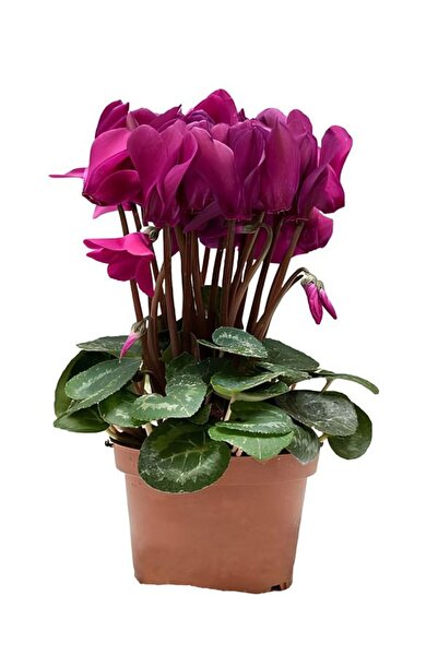 Bitkim Sende Avantajlı Fuşya Sıklamen Çiçeği Sevgililer Gününe Özel Sarı Milli Kaktüs