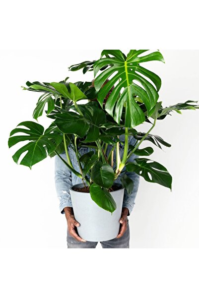 SYNETELLYA Monstera Deliciosa Deve Tabanı 80-100 cm Büyük Boy