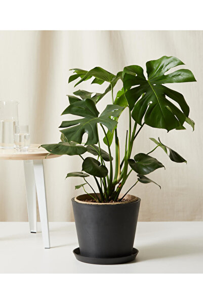 SYNETELLYA Monstera Deliciosa Deve Tabanı 60-80 cm Orta Boy