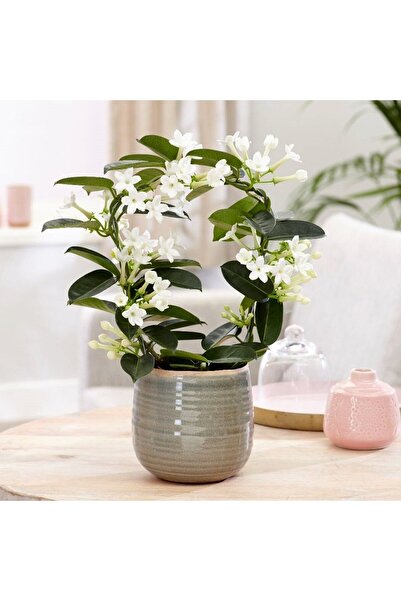 SYNETELLYA Stephonatis Madagaskar Yasemini İthal