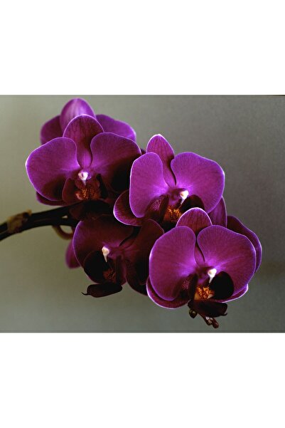 SYNETELLYA Phalaenopsis Mor Orkide 70-80 Cm 2 Dallı Canlı Çiçek