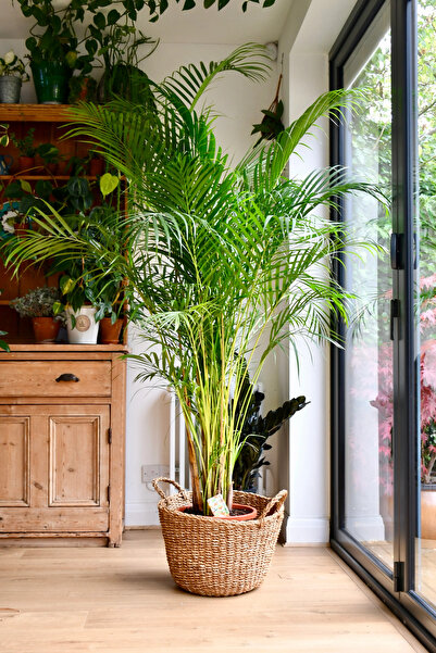 SYNETELLYA Areka Palmiyesi 160-180 cm Dypsis Lutescens