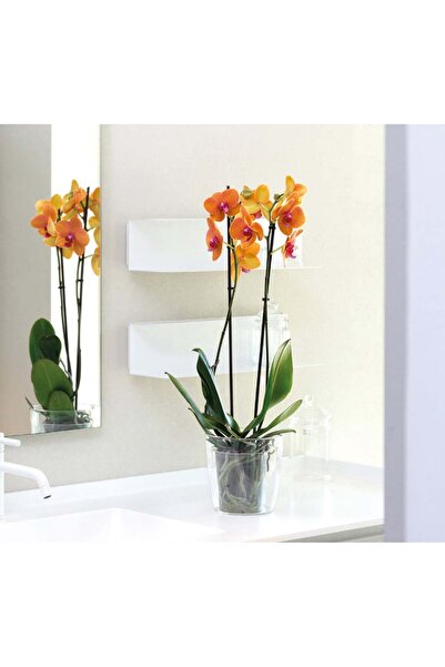 SYNETELLYA Phalaenopsis Turuncu Orkide 70-80 Cm Çift Dallı Canlı Çiçek