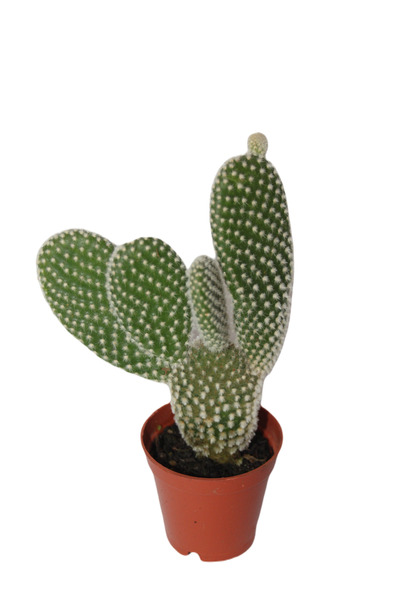 BAYRAKTAR PEYZAJ Tavşan Kulağı Kaktüs Opuntia Microdasys Tekli 5.5 cm Saksıda
