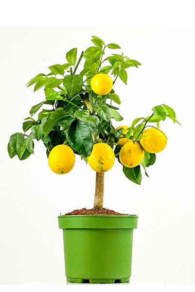 körfezgardens Bodur Limon İç,Dış Mekan Saksılı 50-60 cm Yediveren