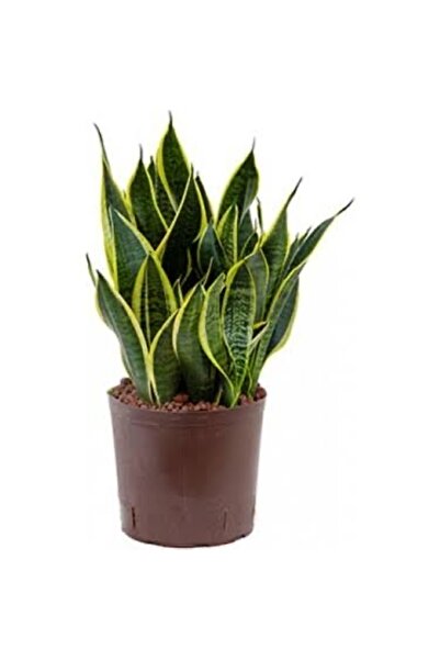 körfezgardens Paşa Kılıcı, Peygamber Kılıcı 30-35 cm boy saksılı