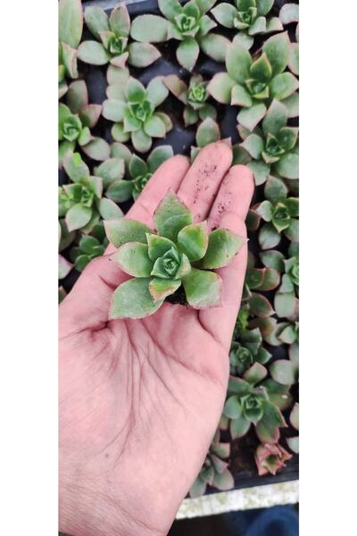 Ravza Çiçekçilik Aeonium Howartii Fidesi Yaprakları Renkli Sukulent