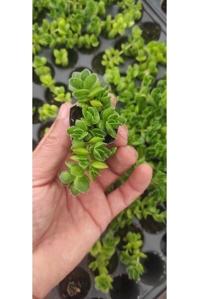 Ravza Çiçekçilik Crassula Lanuginosa Var(.fidesi)