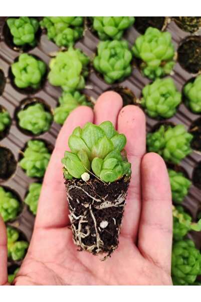 Ravza Çiçekçilik Haworthia Cymbiformis Var Obtusa Fidesi