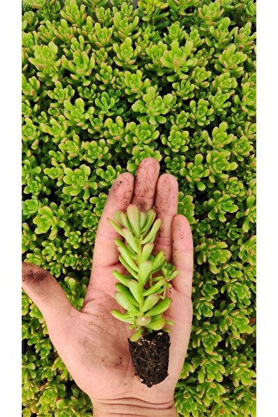 Ravza Çiçekçilik Sedum Joyce Tulloch Fidesi