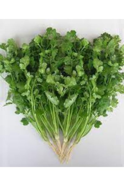 Köy Tohumları 100 Adet Tohum Nadir Kişniş Bitkisi Faydalı Ot Tohumu Saksı Toprak Hediyeli