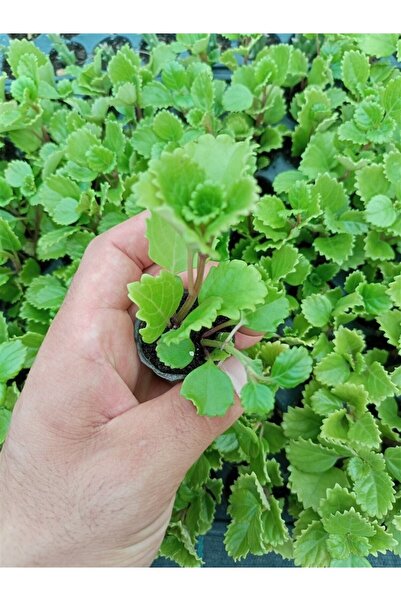 Ravza Çiçekçilik Plectronthus Australis Swedish Ivy Fidesi (Parlak Mustafa)
