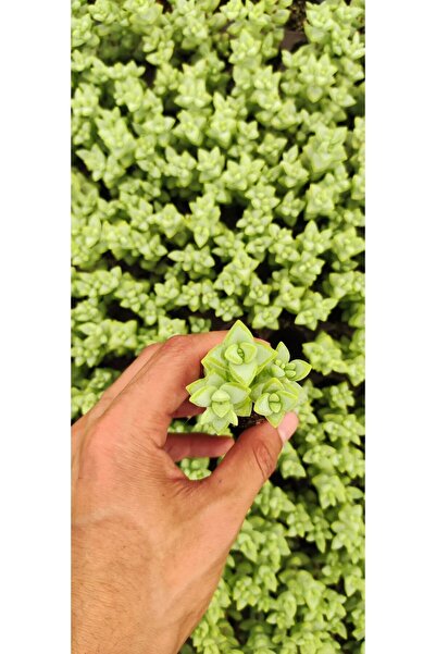 Ravza Çiçekçilik Crassula Rupestris Fidesi