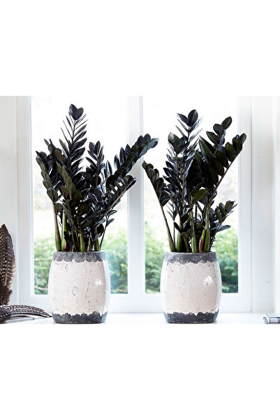 SYNETELLYA Siyah Yapraklı Zamia Zeze Bitkisi Zambia