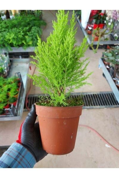 gardenata Tüplü ( Salon Çamı ) Limoni Servi Çam Fidanı (14 Lük Saksıda- Boyu 30-40 Cm ) Limon Kokulu Çam Fida