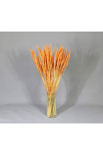 EFİRAZ Doğal Kurutulmuş Turuncu Renk Solucan Otu, Gelin Buketi Aranjman Çiçeği, Kurt Otu