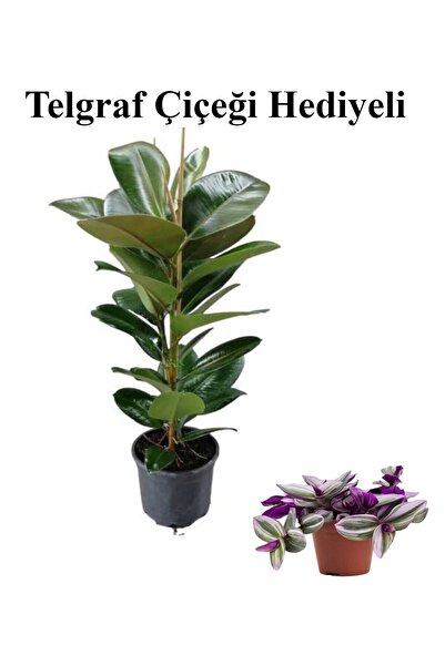 Bitkim Sende Parlak Canlı Yapraklı Kauçuk Bitkisi Sevgililer Gününe Özel TELG...