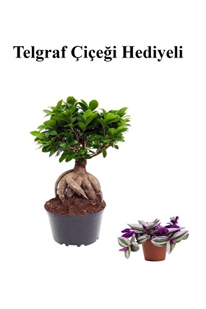 Bitkim Sende Hediyelik Bonsai Bitkisi Sevgililer Gününe Özel TELGRAF HEDİYELİ