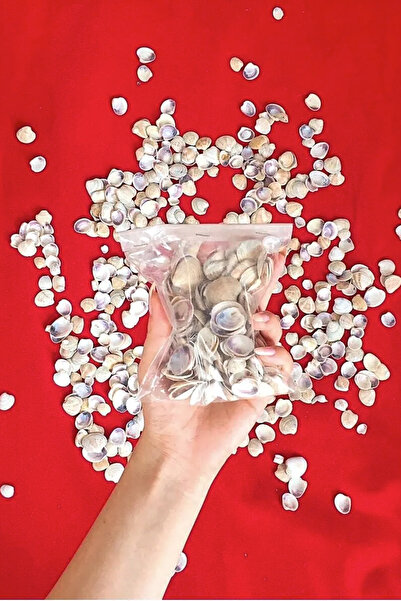 Kuzeylina Küçük Deniz Kabuğu (100 gr) - Süs - Dekoratif - Hobi - Akvaryum Süs...