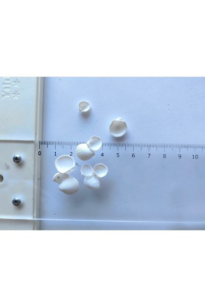 Seashell Rio Tiny Seashells: White Sand Mussel / 50 Pieces / Without Holes / 0.5 Mm - 1.5 Cm