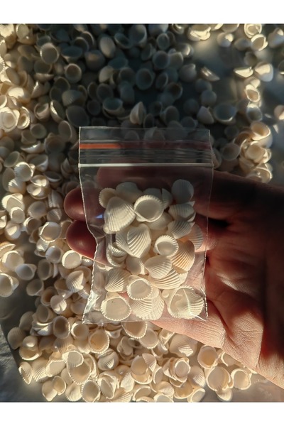 Seashell Rio Minik Deniz Kabukları : Beyaz Kum Midyesi / 50 Adet / Deliksiz /...