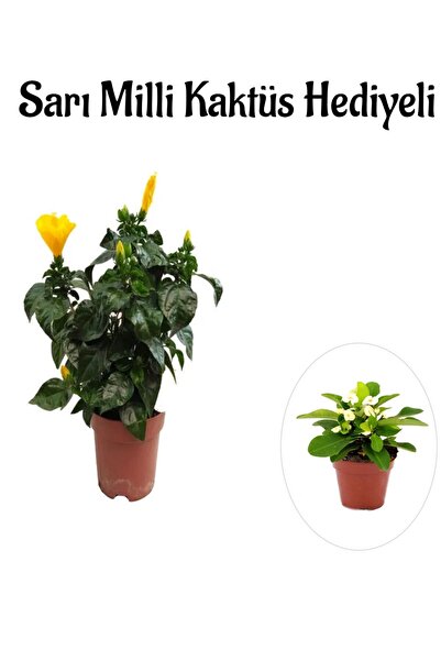serada decor & plant Sarı Renk Japon Gülü Çiçeği Sevgililer Gününe Özel Sarı ...