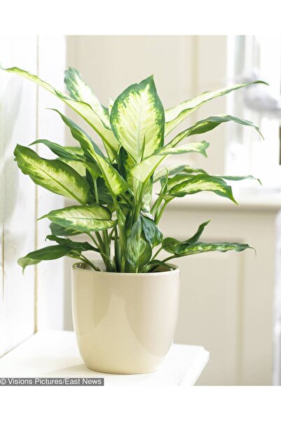 SYNETELLYA Difenbahya Kamilya Dieffenbachia Camilla 20-40 cm