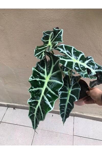 Fintarla Alocasia Amazonica Polly - Ev Ve Ofis Bitkisi - Fil Kulağı