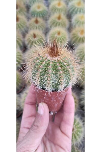 Ravza Çiçekçilik Notocactus Magnificus 5.5 cm saksıda dolgun ve formlu (balon...