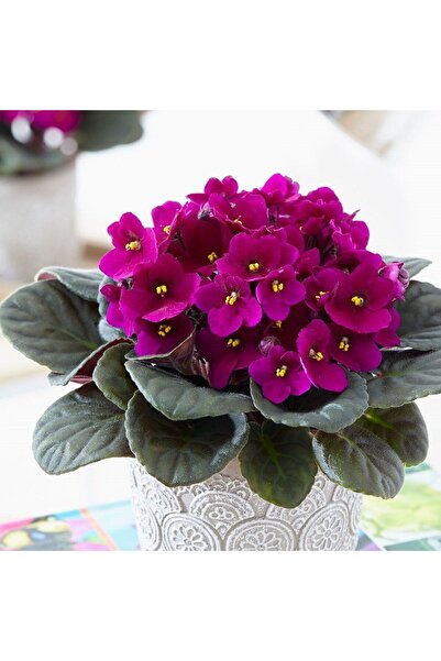 SYNETELLYA Saintpaulia Afrika Menekşesi 1 adet