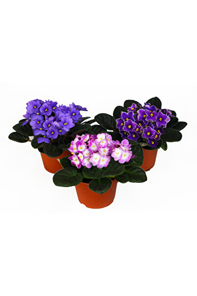 SYNETELLYA Saintpaulia Afrika Menekşesi 3 adet