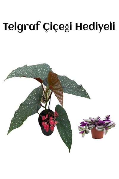 Bitkim Sende Avantajlı Çiçekli Çilli Begonya Çiçeği Sevgililer Gününe Özel Te...