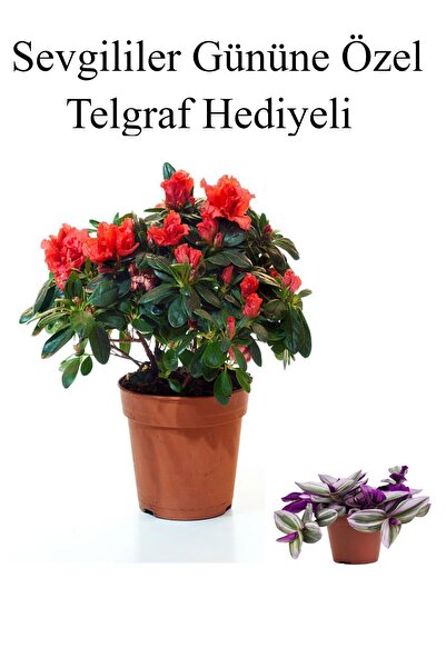 serada decor & plant Anneler Gününe Özel Kırmızı Renk Açelya Çiçeği Telgraf H...