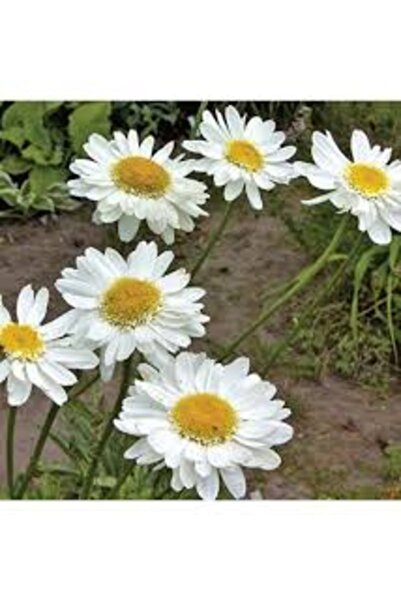 Köy Tohumları 200 Adet Tohum Beyaz Yayılıcı Kır Papatya Çiçeği Doğal Kabir Çi...