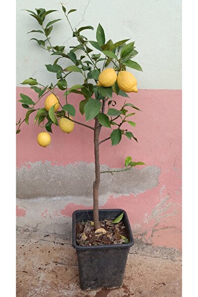 Uzunlar Fidancılık LİMON AĞACI SAKSILI MEYVELİ