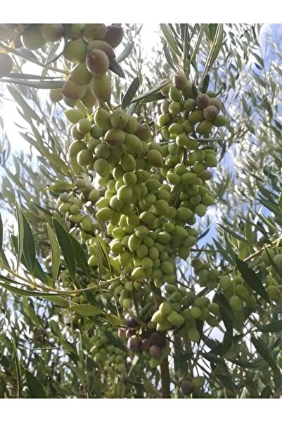 Genel Markalar Tüplü Ispanyol Bodur Arbequina Zeytin Fidanı 40 60 Cm