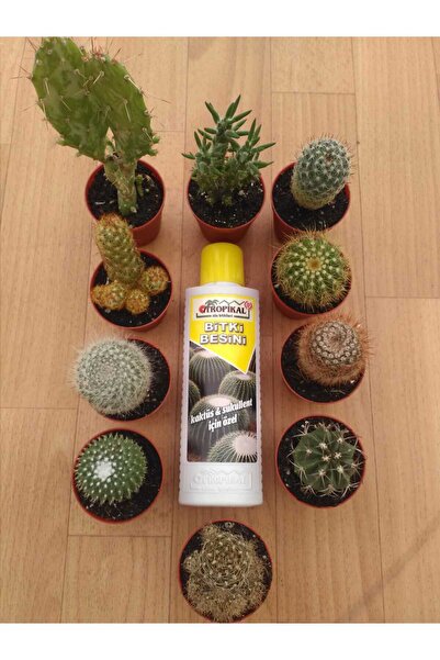 Ravza Çiçekçilik Kaktüs 10 Adet Çeşit Dolgun Formlu Kaktüs Sukulent Besini 25...