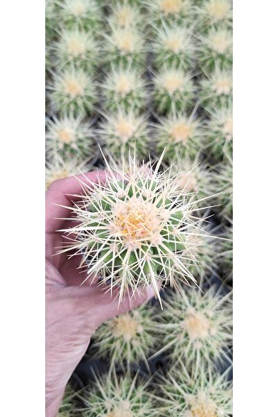Ravza Çiçekçilik Echinocactus Grusonii (Altın fıçı kaktüs) 6 cm saksıda dolgu...